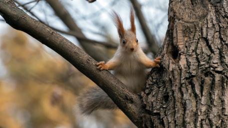 Charming Squirrel on Tree Branches wallpaper