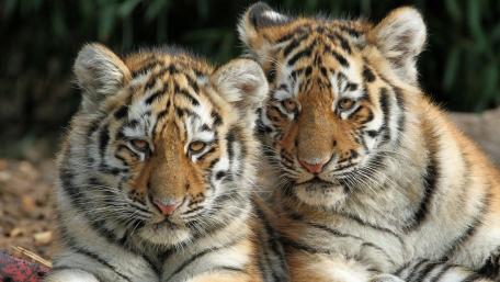 Majestic Tiger Cubs Together wallpaper