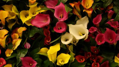 Vibrant Calla Lily Garden Wallpaper 5K wallpaper