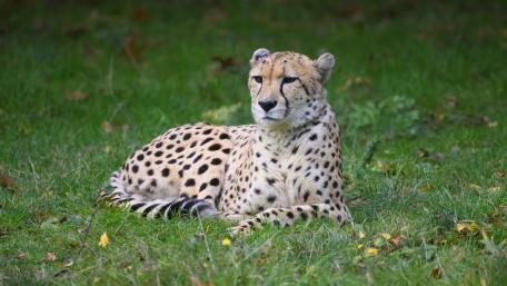 Majestic Cheetah Relaxing in Nature wallpaper