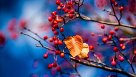 Vibrant Autumn Berries and Leaves Wallpaper wallpaper