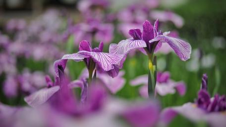 Vibrant Purple Iris Blooms in Full Glory wallpaper