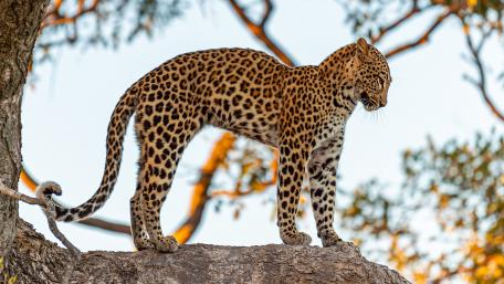 Majestic Leopard in Nature's Embrace wallpaper