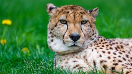 Cheetah wallpaper