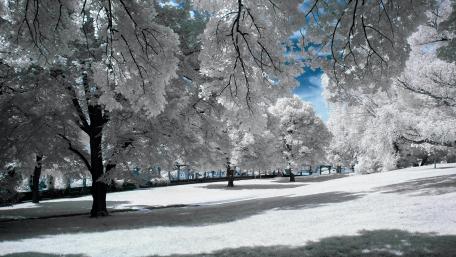 White trees wallpaper