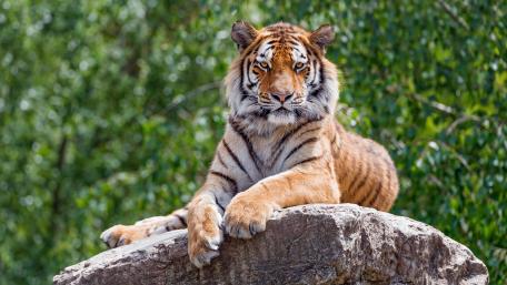 Majestic Tiger Resting on Rock in Nature wallpaper