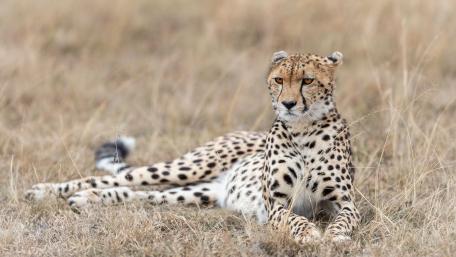 Cheetah wallpaper