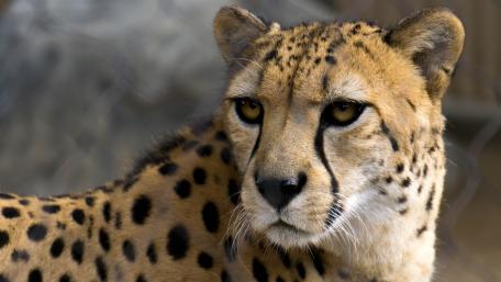 Majestic Cheetah Portrait in the Wild wallpaper
