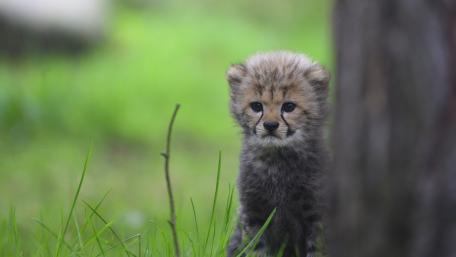 Baby Cheetah wallpaper
