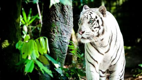 Majestic White Tiger Strolls Through Forest wallpaper