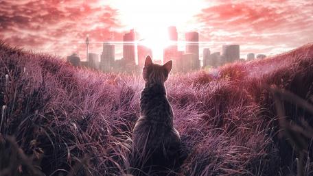 Cat Gazing at Pink Cityscape wallpaper