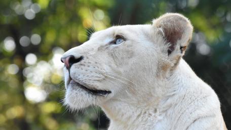 White lioness wallpaper