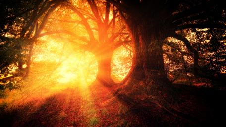 Golden Sunlight Through Majestic Trees wallpaper