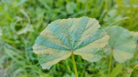 Green Leaf Beauty in Nature's Embrace wallpaper