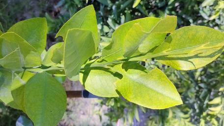Lush Green Leaves Wallpaper for Nature Lovers wallpaper