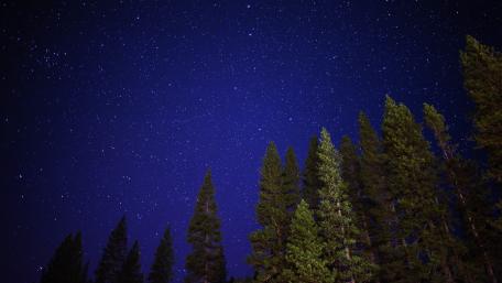 Starry Night Over Forest Treasures wallpaper