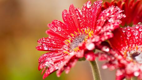 Red Gerbera Blooms Adorned with Dewdrops wallpaper