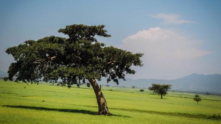 Grassfield in Shashamane wallpaper