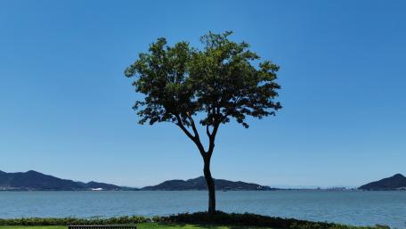Serene Tree by the Lake wallpaper