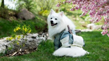 Samurai Dog Under Cherry Blossom Trees wallpaper