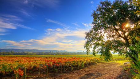 Vibrant Vineyard Under a Golden Sky wallpaper