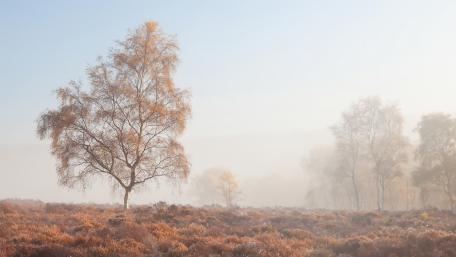 Autumn Serenity in the Foggy Landscape wallpaper