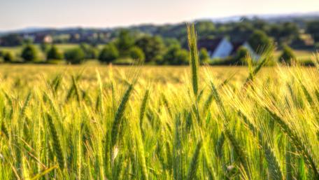 Golden Fields of Summer Wheat wallpaper
