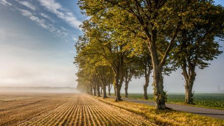 Serene Tree-Lined Lane in the Countryside wallpaper