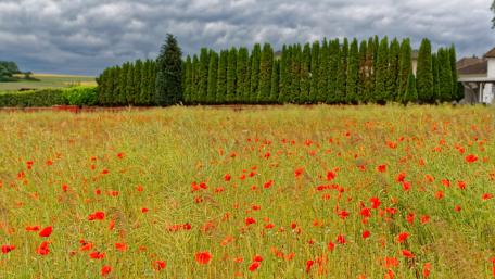 Vibrant Poppy Field Under Dramatic Skies wallpaper