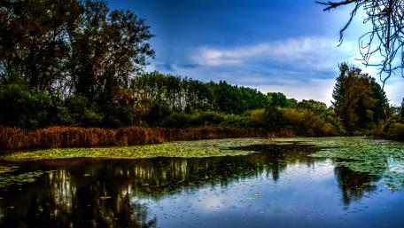 Tranquil Wetland Serenity Welcomes You wallpaper