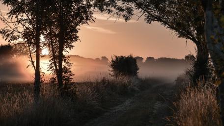 Serene Autumn Fog at Dawn wallpaper