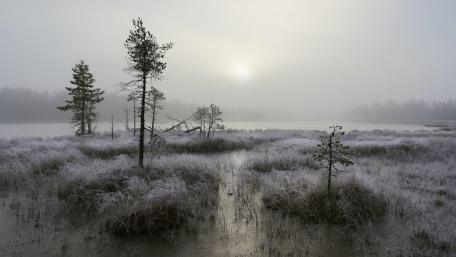 Misty Swamp Shrouded in Frosty Silence wallpaper