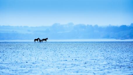 Gentle Horses in a Winter Landscape wallpaper