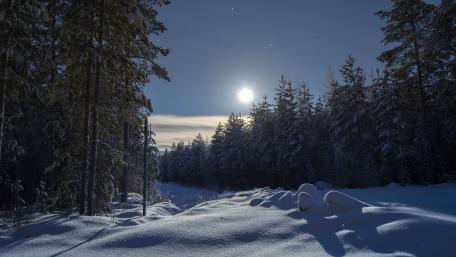 Moonlit Winter Forest Serenity wallpaper