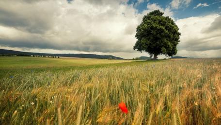Solitary Majesty of Nature wallpaper