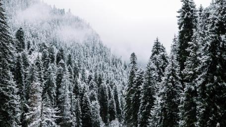Winter Wonderland in a Snowy Forest wallpaper