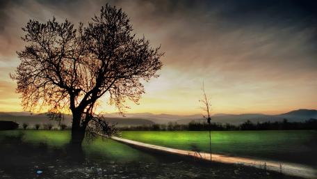 Solitary Tree at Dusk in Tranquil Field wallpaper