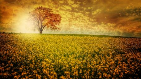 Solitary Tree in a Golden Field wallpaper