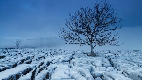 Solitary Tree in Winter Wonderland wallpaper
