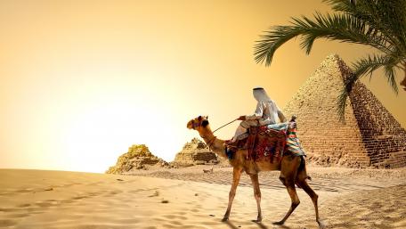 Camel at the Great Pyramid of Giza wallpaper