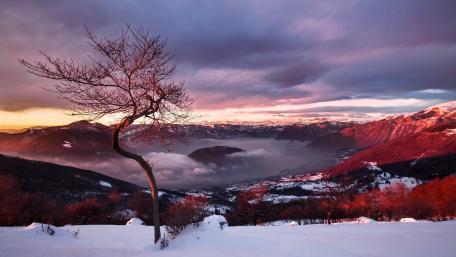 Majestic Lone Tree Against a Colorful Horizon wallpaper