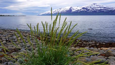 Serene Lakeside Mountain View Amidst Vibrant Greenery wallpaper