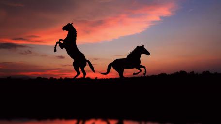 Majestic Mustangs at Sunset wallpaper