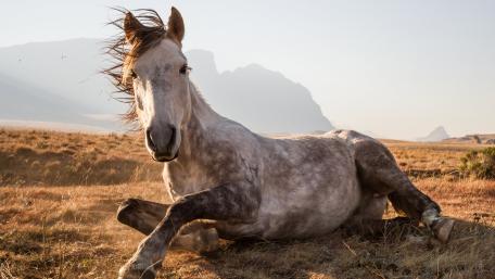 Majestic Mare in Serene Landscape wallpaper