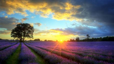 Lavender Bliss Under a Solitary Tree wallpaper