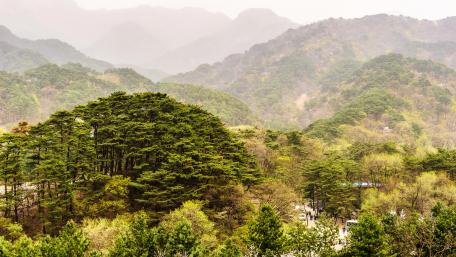 Verdant Hills and Lush Forests in Tranquil Landscape wallpaper