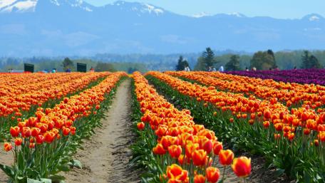 Vibrant Tulip Fields in Springtime Beauty wallpaper
