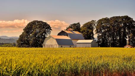 Golden Fields Embracing a Quaint Barn Scene wallpaper