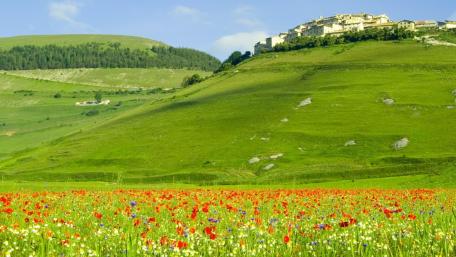 Vibrant Poppy Field Overlooking a Hillside Village wallpaper