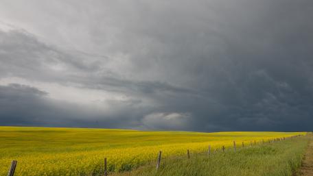 Golden Fields Under Stormy Skies wallpaper